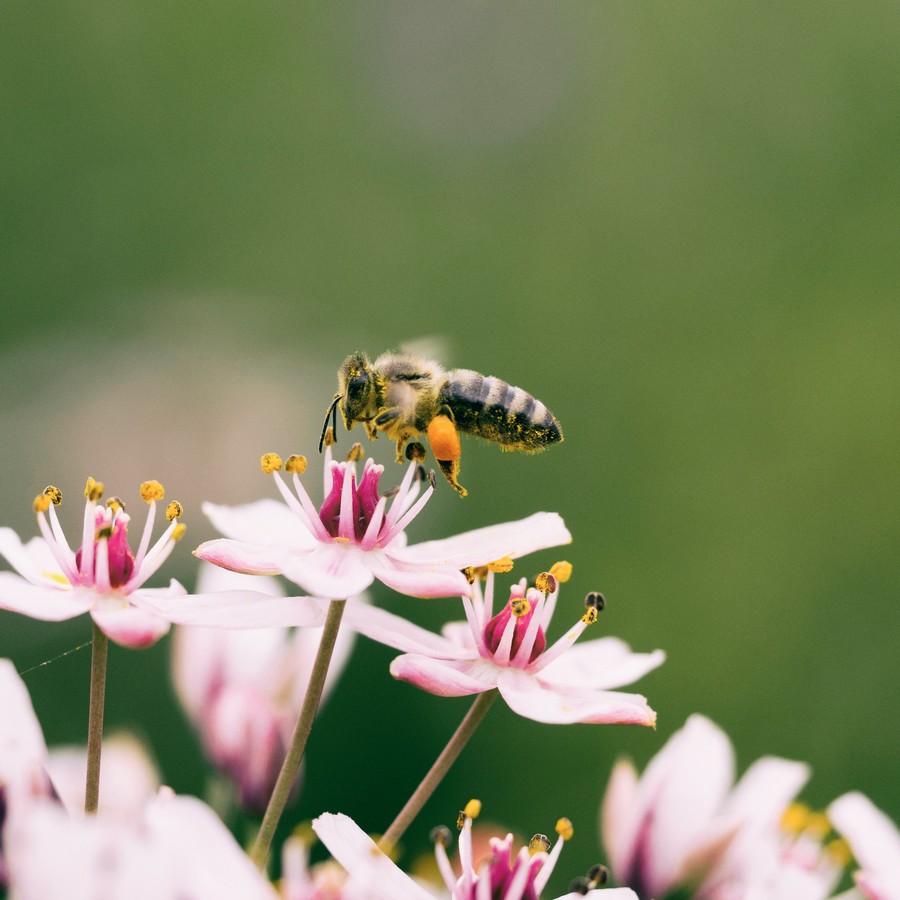 Abeille butinant une fleur : comprendre la pollinisation en animation  en classe
