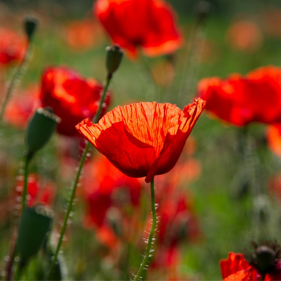 Le coquelicot peut devenir une espèce menacées comme tout être  vivant