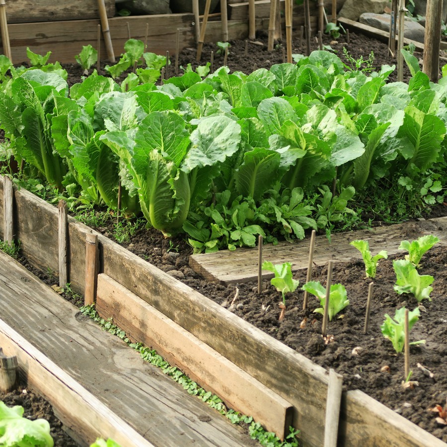Légumes au potager pour aborder l’agriculture et  l’alimentation durables en classe
