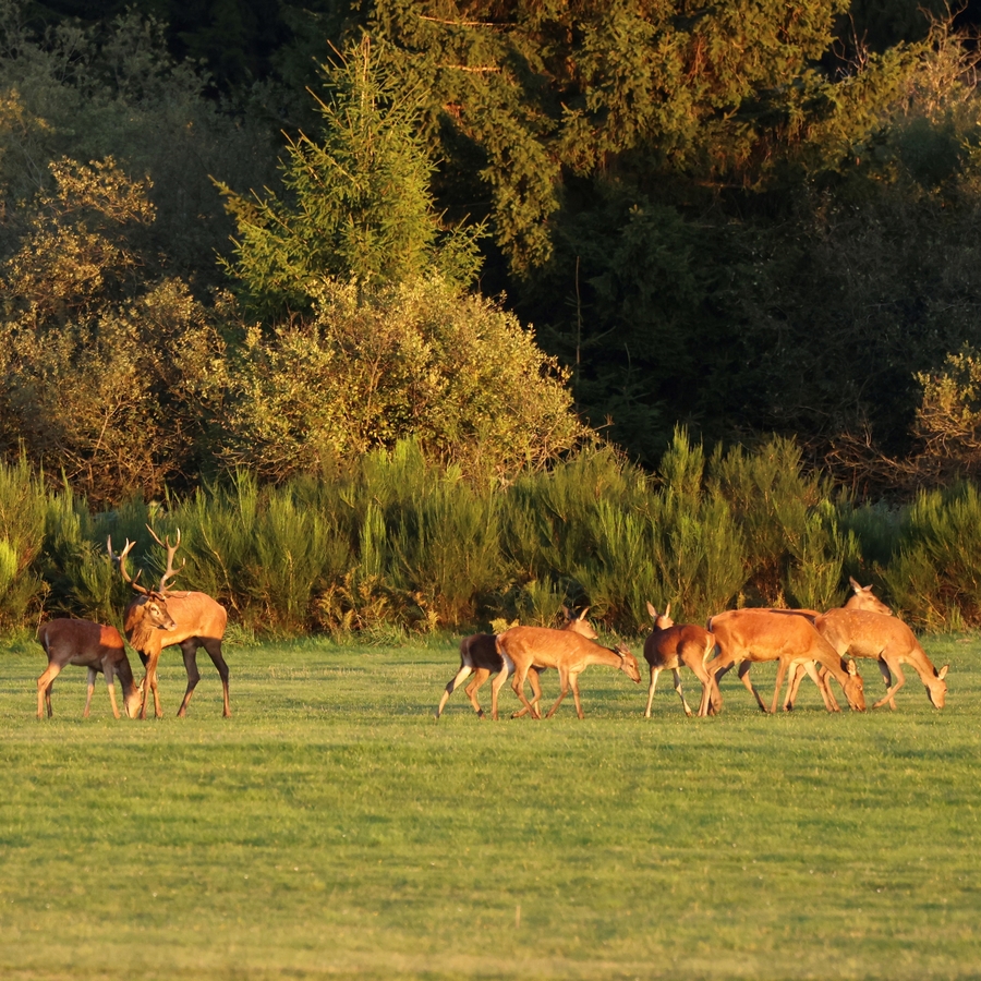 Séjours naturalistes guidés en Belgique et en Europe avec Défi  Nature.