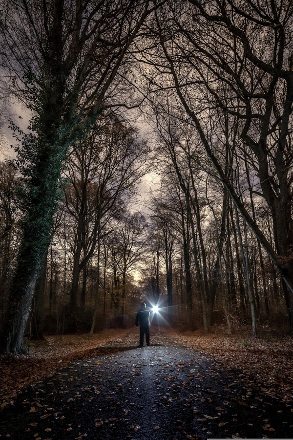Exploration sensorielle de la forêt au crépuscule et contes sur la nature.