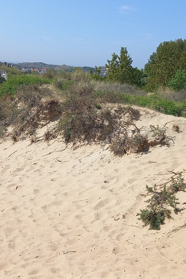 Découverte des dunes et de leur flore en classe de mer.