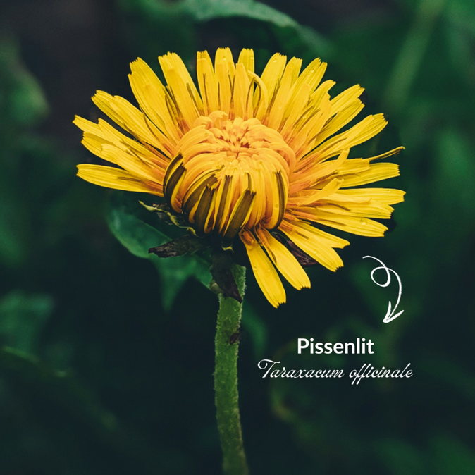 Le pissenlit : : comprendre les noms scientifiques des animaux et  des plantes grâce au latin.