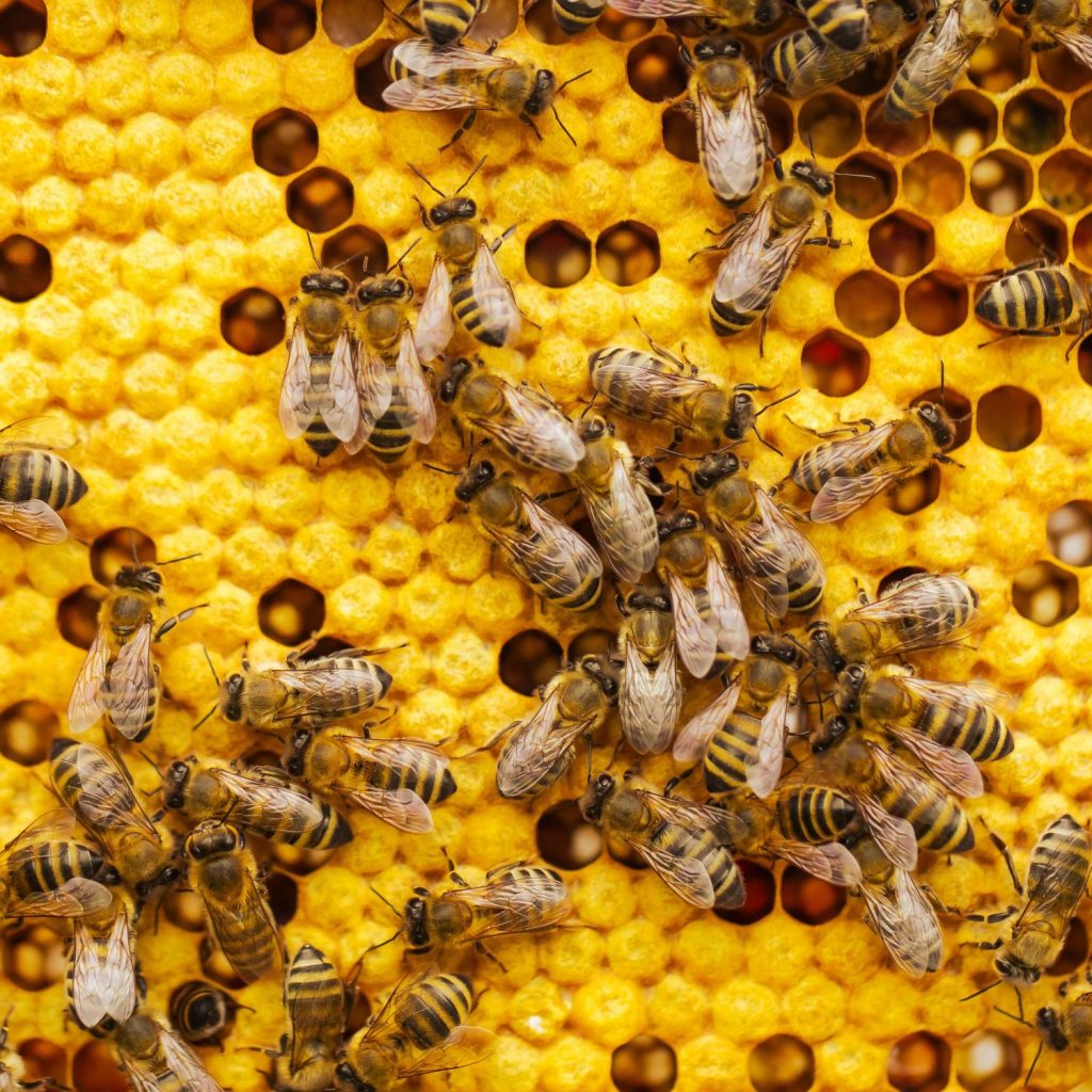 Abeille butinant une fleur : comprendre la pollinisation en animation  en classe