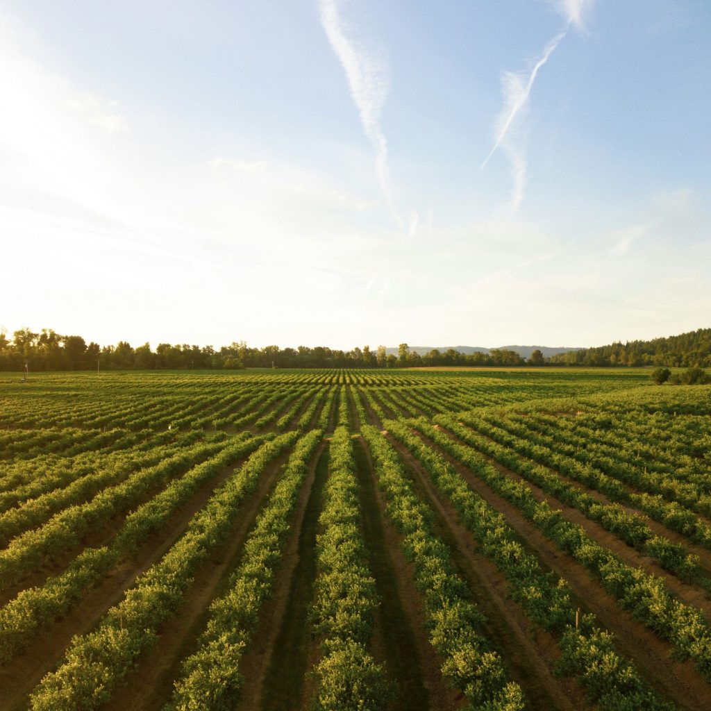 Légumes au potager pour aborder l’agriculture et  l’alimentation durables en classe