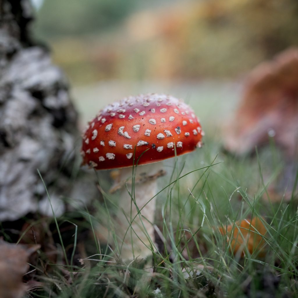 Champignon rencontré lors d’une balade en forêt avec des enfants  en classes vertes
