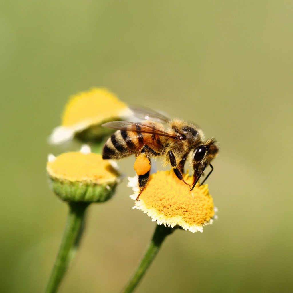 Syrphe survolant une fleur : comprendre le rôle des insectes  pollinisateurs autre que l’abeille.