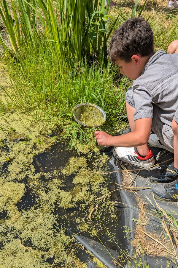 Exploiter une mare pour découvrir les petits animaux aquatiques lors  d’une classe verte nature autour de l’école