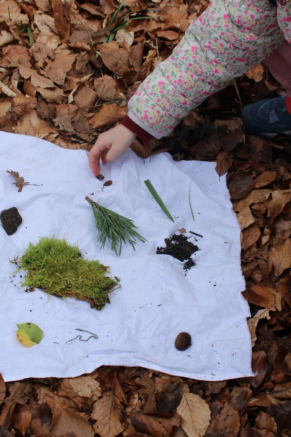 Observation de feuilles, des arbres et mousses et comprendre le cycle des  plantes en classe verte autour de l’école.